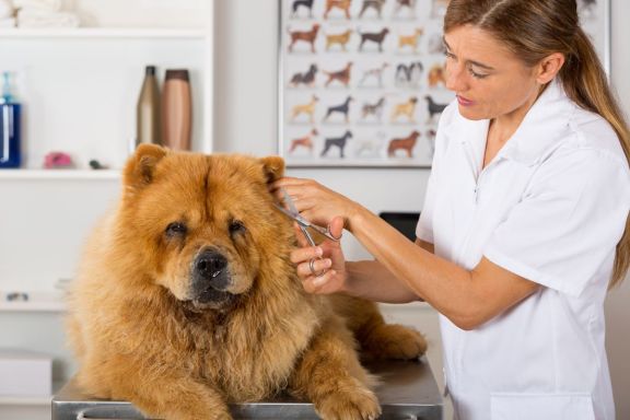 Técnico profesional en Peluquería Canina